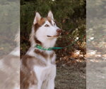 Small #3 Siberian Husky