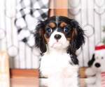 Small Photo #3 Cavalier King Charles Spaniel Puppy For Sale in NAPLES, FL, USA