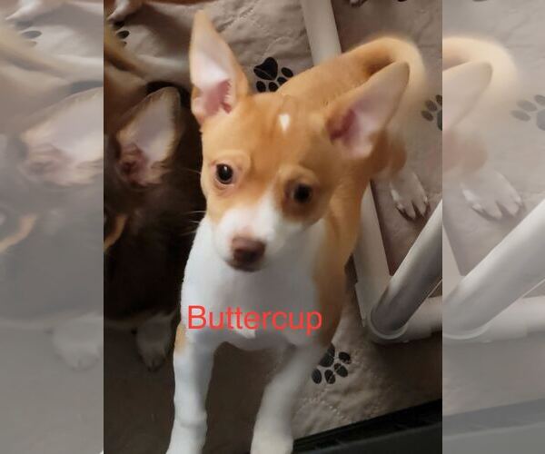 Medium Photo #3 Chihuahua Puppy For Sale in Pacolet, SC, USA