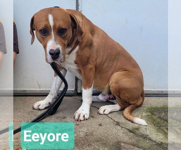 Medium Photo #4 Mutt Puppy For Sale in Richmond, IN, USA