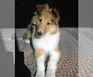 Collie Puppy for sale in CENTERVILLE, KS, USA