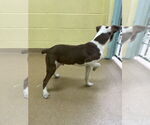 Small #1 Border Collie-Pointer Mix