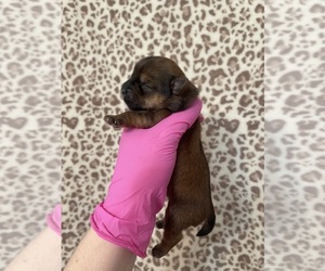 Yorkshire Terrier Puppy for sale in SAN ANTONIO, TX, USA