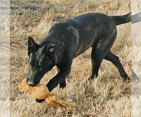 Medium Photo #3 Holland Shepherd-Unknown Mix Puppy For Sale in Imlay City, MI, USA