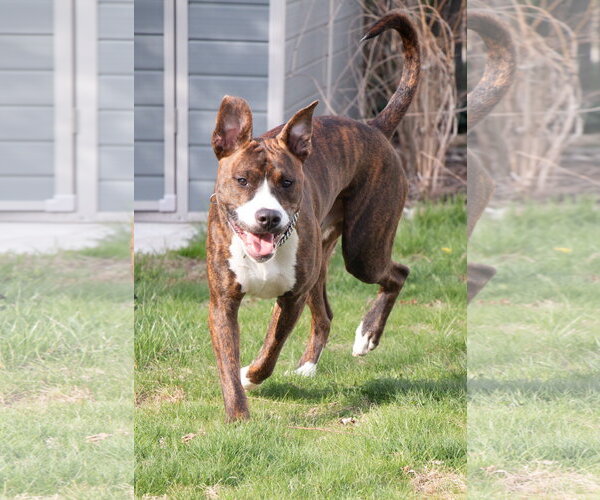 Medium Photo #10 American Pit Bull Terrier-Mountain Cur Mix Puppy For Sale in Oakhurst, NJ, USA