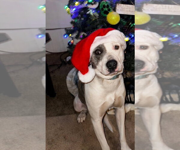 Medium Photo #2 Staffordshire Bull Terrier-Unknown Mix Puppy For Sale in Claremore, OK, USA