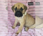 Small #6 Cane Corso