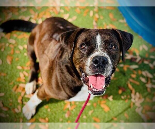 Medium Photo #3 Labrador Retriever-Unknown Mix Puppy For Sale in Orlando, FL, USA