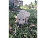 Small Photo #3 Goldendoodle Puppy For Sale in MERRITT IS, FL, USA