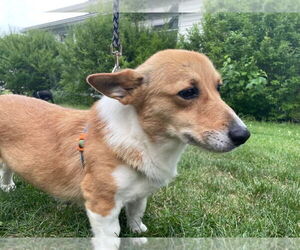 Pembroke Welsh Corgi Dogs for adoption in Portland, IN, USA