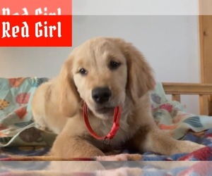 Golden Retriever Dogs for adoption in PORTAGE, WI, USA