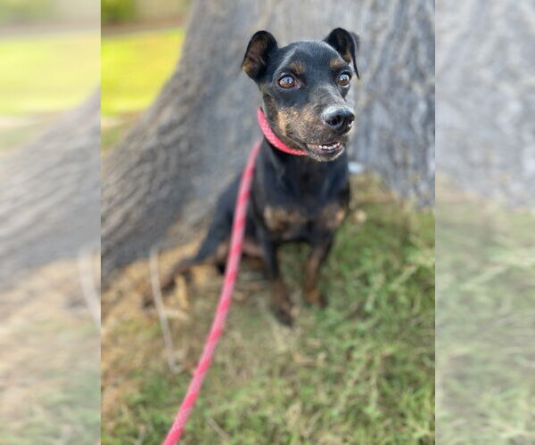 Medium Photo #1 Miniature Pinscher Puppy For Sale in Newport Beach, CA, USA
