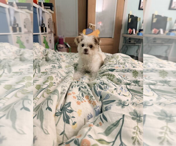 Medium Photo #9 Maltipoo (Miniature) Puppy For Sale in Dana Point, CA, USA