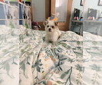 Small Photo #9 Maltipoo (Miniature) Puppy For Sale in Dana Point, CA, USA