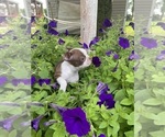 Small #2 Boston Terrier