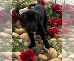 Small #20 Great Dane