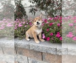 Small #3 Shiba Inu