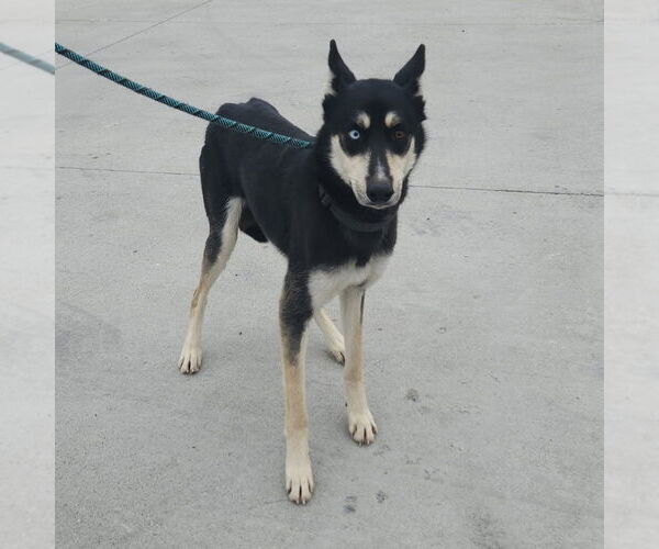 Medium Photo #3 Siberian Husky-Unknown Mix Puppy For Sale in Evansville, IN, USA