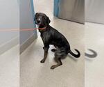 Small Catahoula Leopard Dog Mix