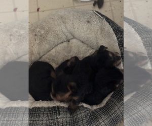 Yorkshire Terrier Puppy for Sale in DENHAM SPRINGS, Louisiana USA