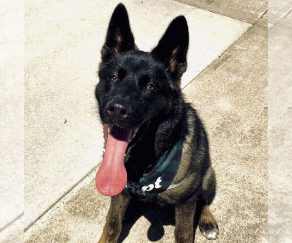 Medium Photo #18 Siberian Husky-Unknown Mix Puppy For Sale in Fargo, ND, USA