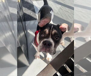 Bulldog-Unknown Mix Dogs for adoption in St. Louis Park, MN, USA