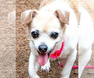 Chihuahua-Unknown Mix Dogs for adoption in Kennesaw, GA, USA