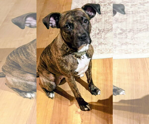 Medium Photo #2 American Pit Bull Terrier-Unknown Mix Puppy For Sale in Cottage Grove, MN, USA