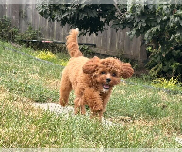 Medium Photo #2 Cavapoo (Miniature) Puppy For Sale in Des Moines, IA, USA