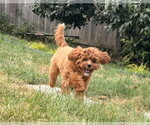 Small #1 Cavapoo (Miniature)
