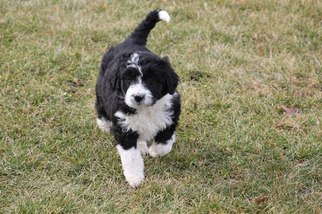 Aussiedoodle Puppy for sale in POLK, OH, USA