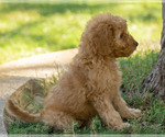 Puppy Muffin Cavapoo (Miniature)-Goldendoodle Mix