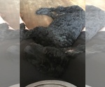 Small Photo #1 Goldendoodle Puppy For Sale in BLAINE, MN, USA