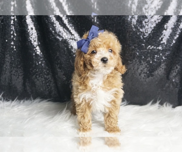 Medium Photo #97 Maltipoo Puppy For Sale in WARSAW, IN, USA