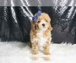 Small #2 Maltipoo