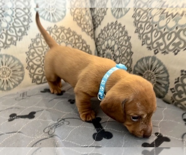 Medium Photo #3 Dachshund Puppy For Sale in CLEARWATER, FL, USA