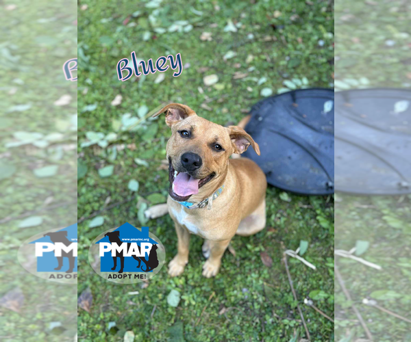Medium Photo #1 American Pit Bull Terrier-Unknown Mix Puppy For Sale in Binghamton, NY, USA