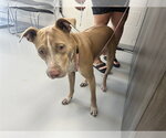 Small American Pit Bull Terrier