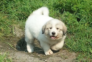 Great Pyrenees Puppy for sale in DASSEL, MN, USA