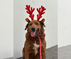 Archie - Male Retriever -Unknown Mix Dog for Adoption - Photo #3