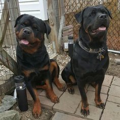 Rottweiler Puppy for sale in MASSILLON, OH, USA