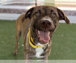 Small #1 Plott Hound