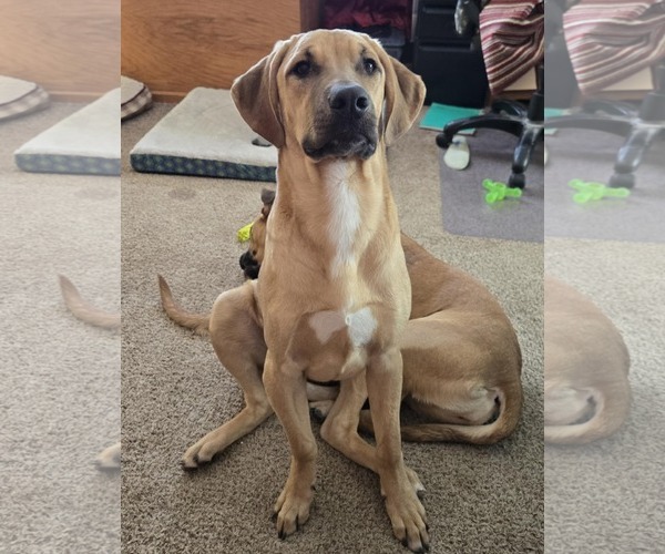 Medium Photo #1 Mutt Puppy For Sale in Waterloo, IA, USA