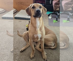 Mutt Dogs for adoption in Waterloo, IA, USA