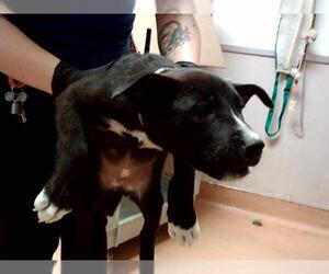 American Pit Bull Terrier Dogs for adoption in Martinez, CA, USA