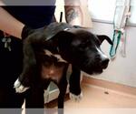 Small American Pit Bull Terrier