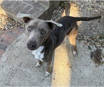 Small #10 Retriever  Mix