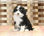 Small #7 Bernedoodle (Miniature)