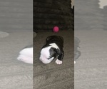 Image preview for Ad Listing. Nickname: Milo