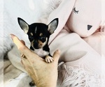 Small #32 Chihuahua
